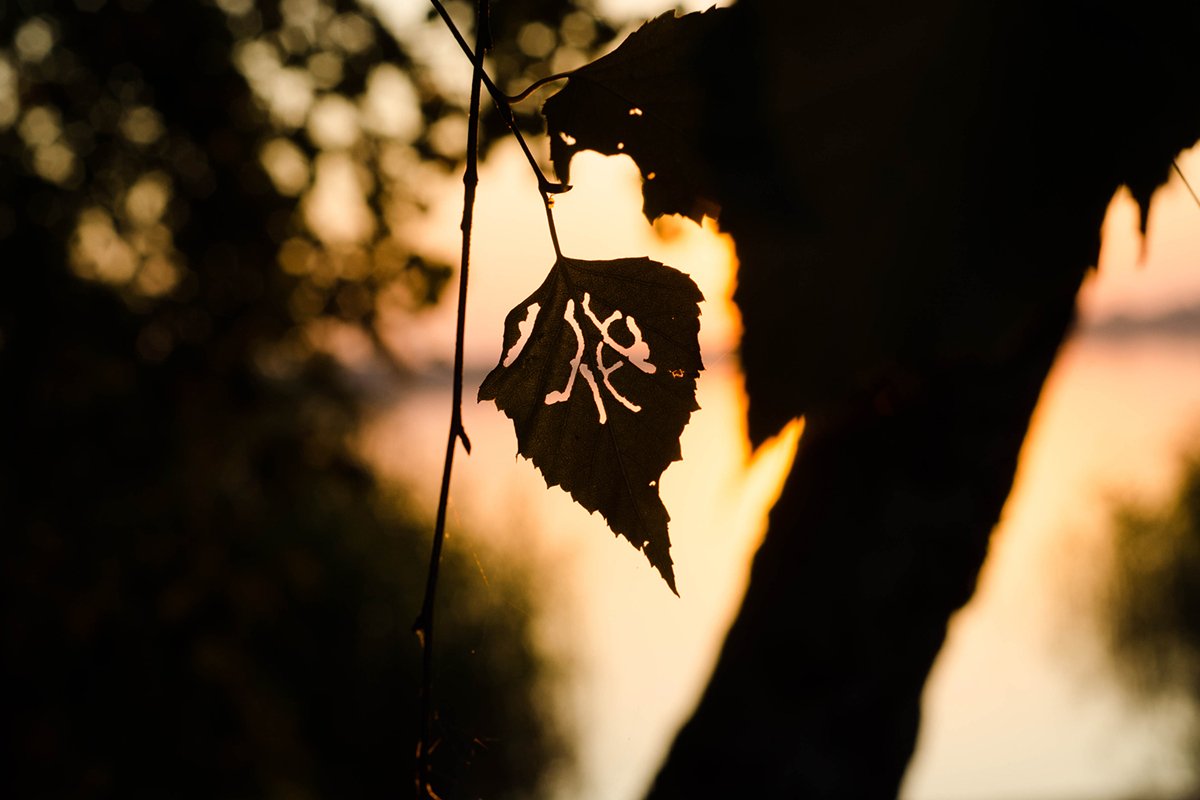 Tree at sunset. nature. example image 1