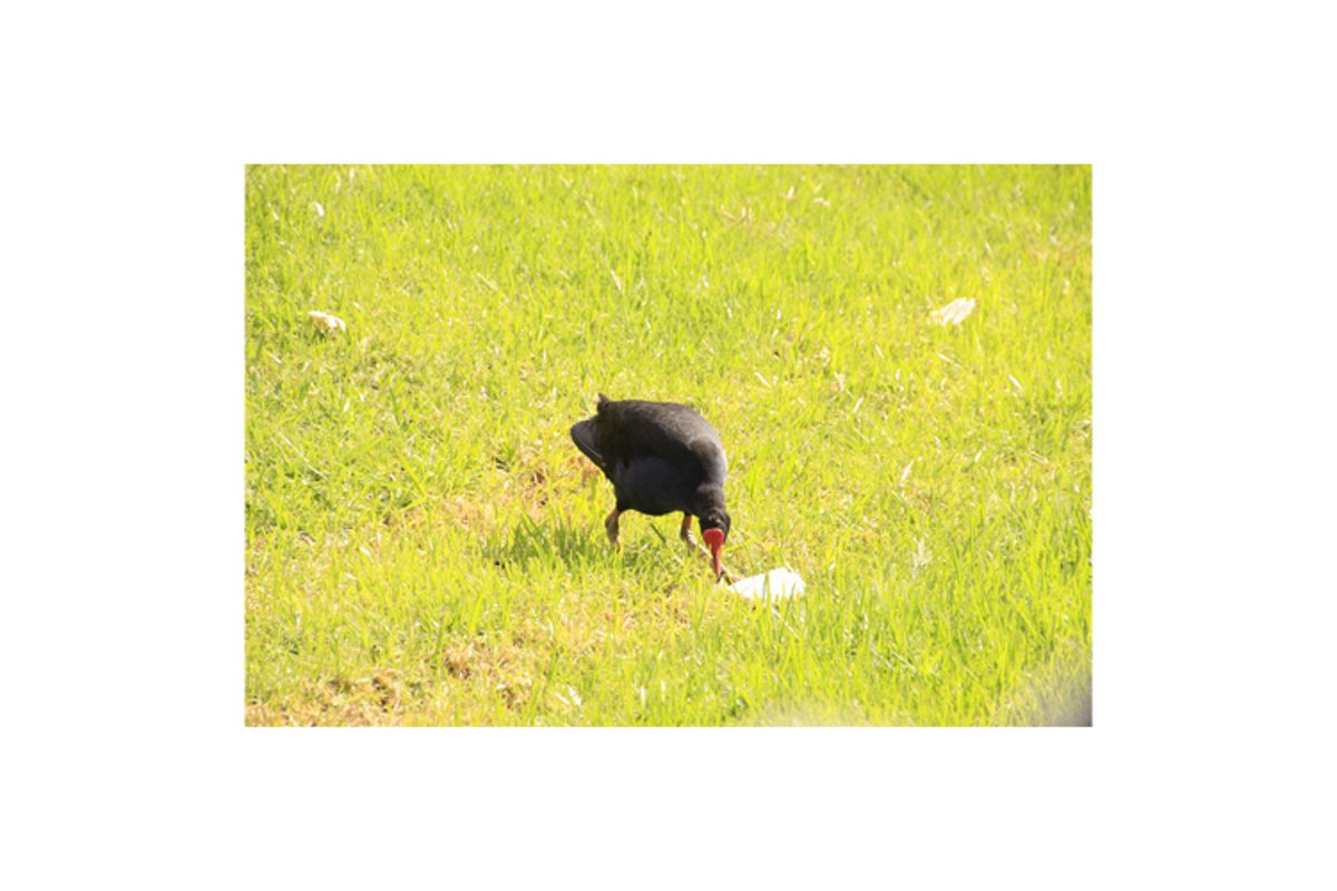 Photo of the Australasian swamphen or pukeko example image 1