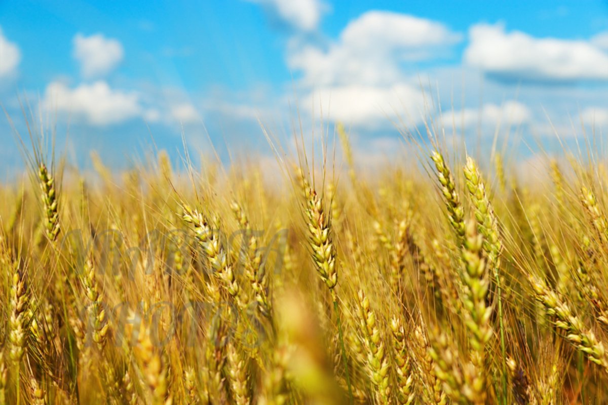 Golden wheat on field and clouds sky example image 1