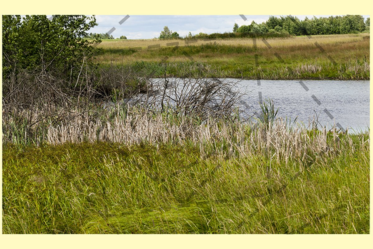 Green foliage on plants example image 1