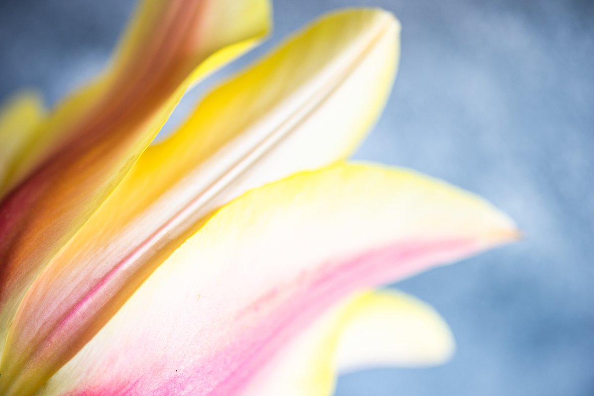 Beautiful tulip flowers bouquet example image 1