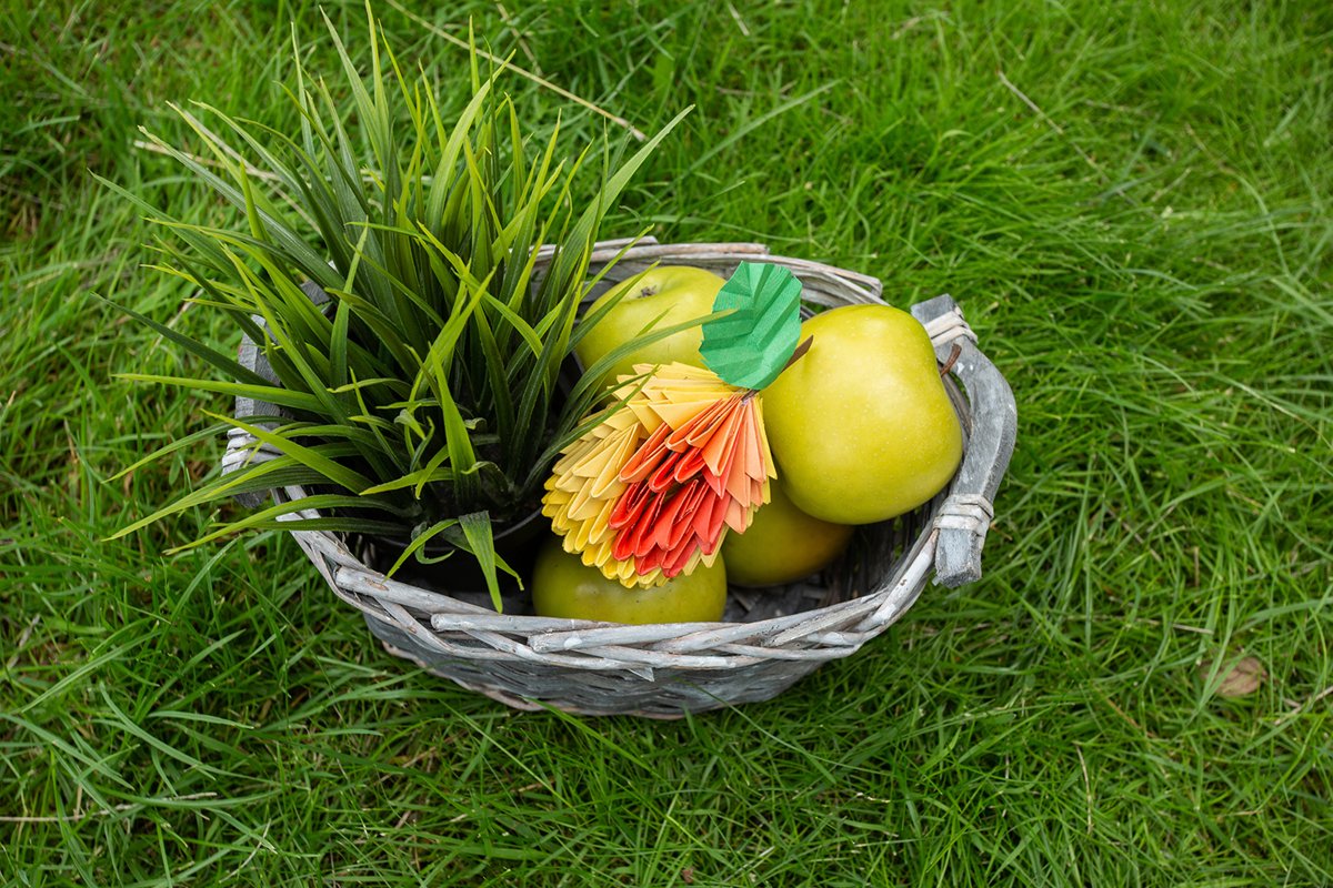 Autumn Apple harvest background wicker basket on green grass example image 1