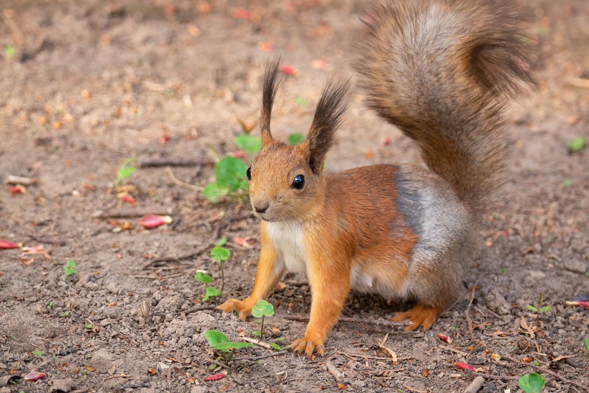 squirrel on the ground example image 1