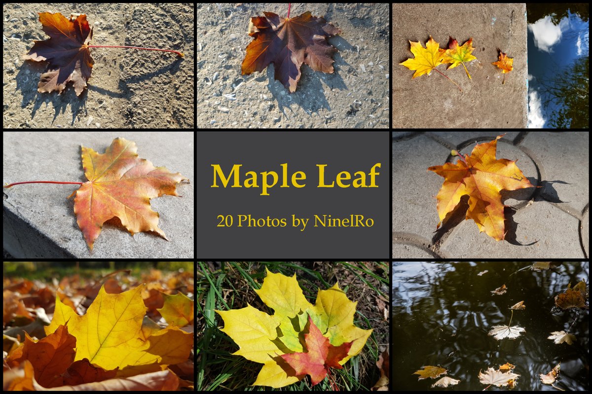 Set of 20 Autumn Photo Backgrounds with Maple Leaf example image 1