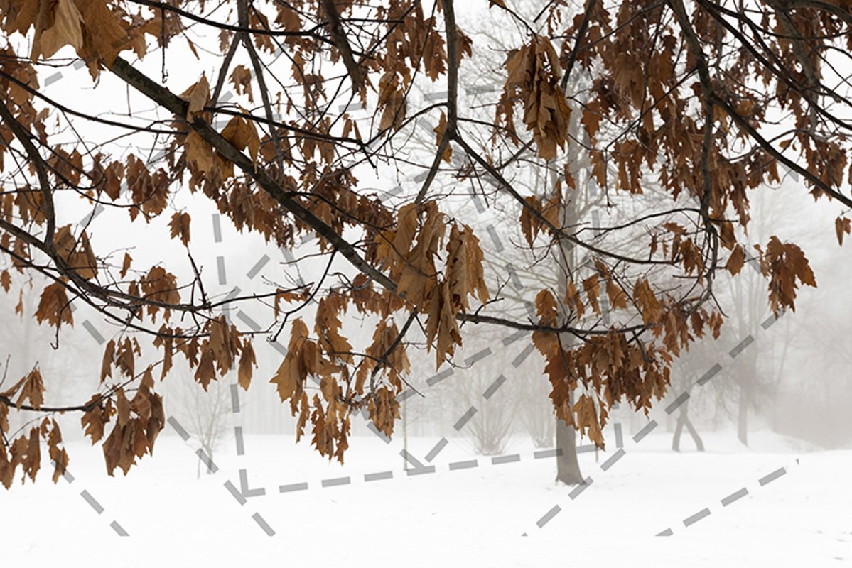 oak in winter example image 1