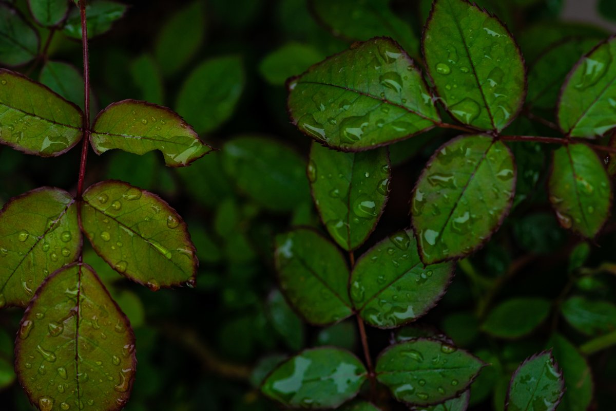 Rose plant green leaves as a background example image 1