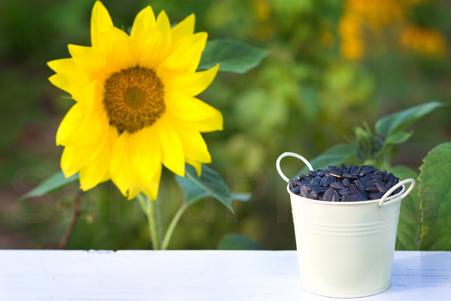 Sunflower seeds in bucket and sunflower with copy space (612031) Food