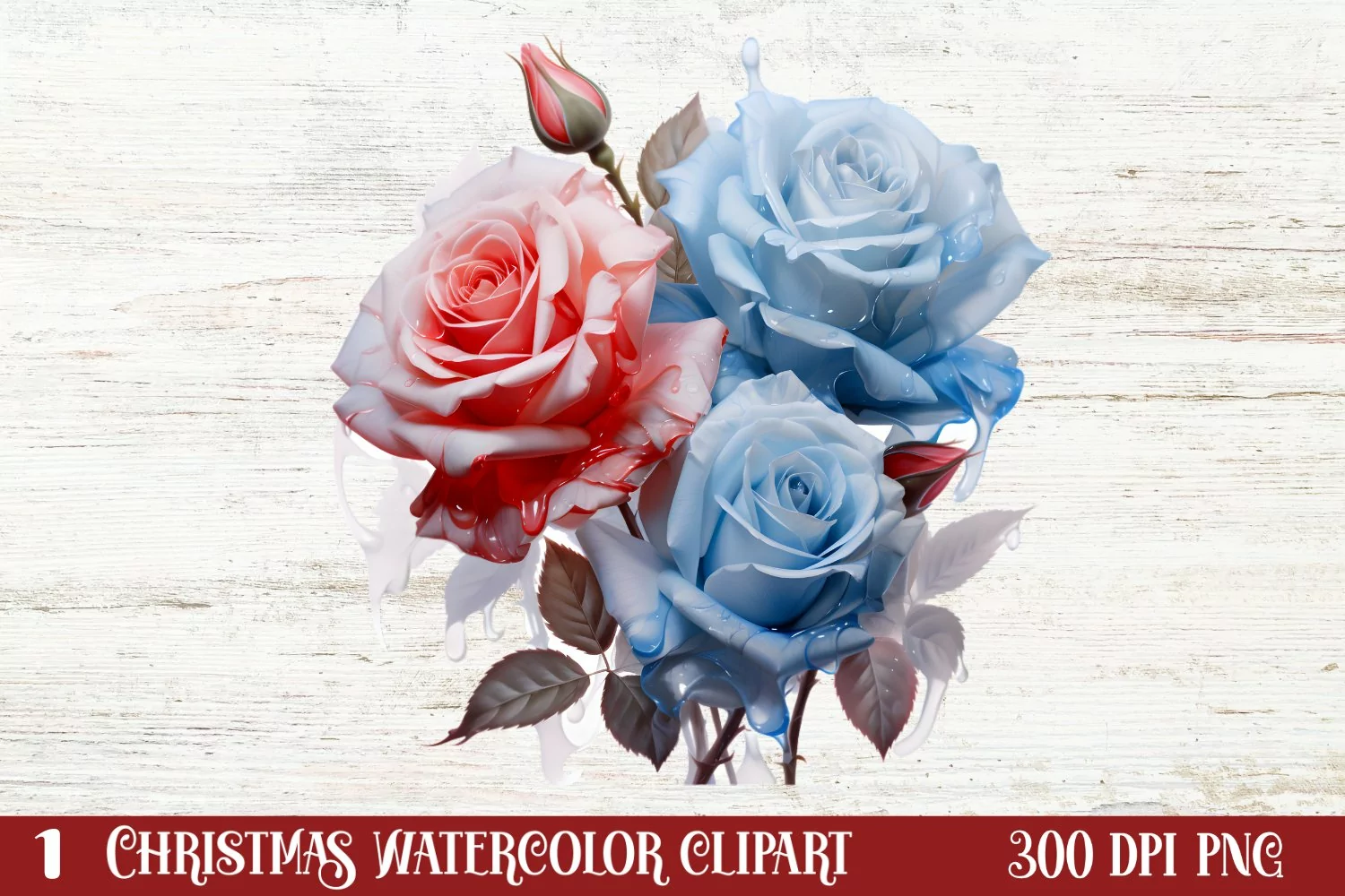 Beautiful Winter Roses Clipart, Christmas Rose Clipart product image 1