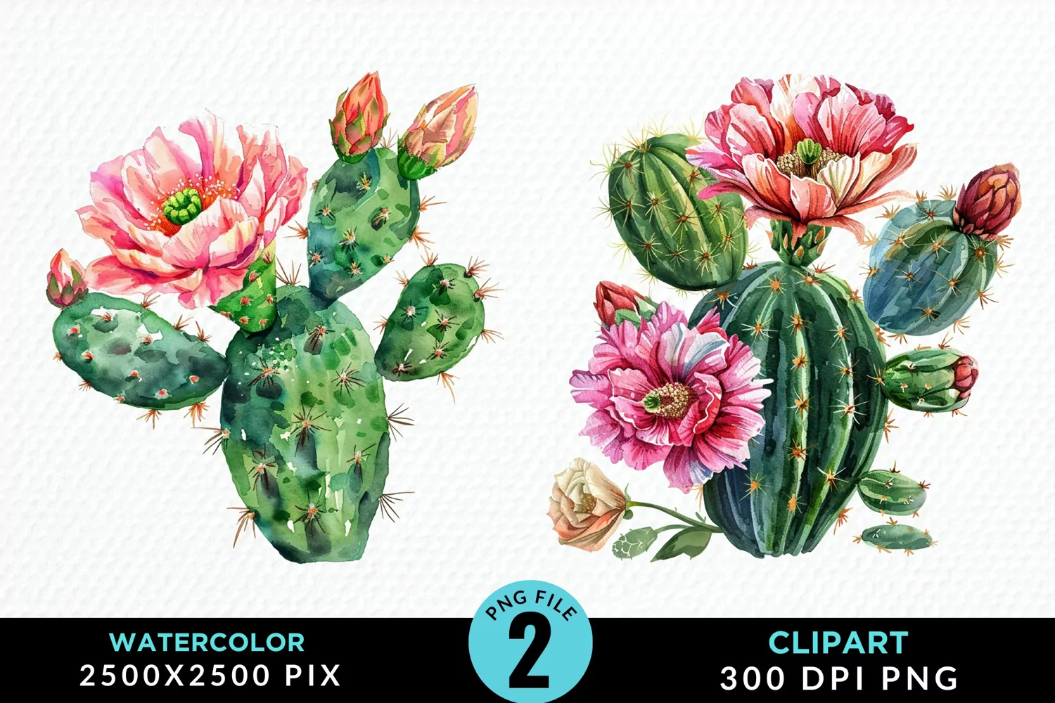 Watercolor Cactus Flower Graphic Clipart product image 1