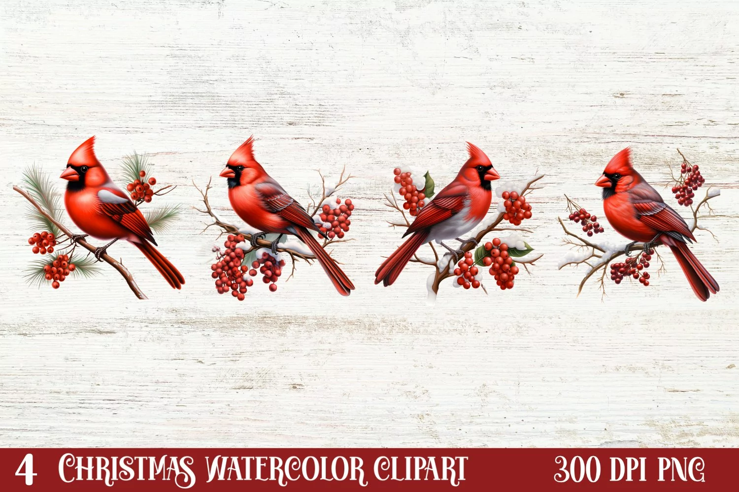 Christmas Cardinal Watercolor Clipart, Christmas Cardinal product image 1