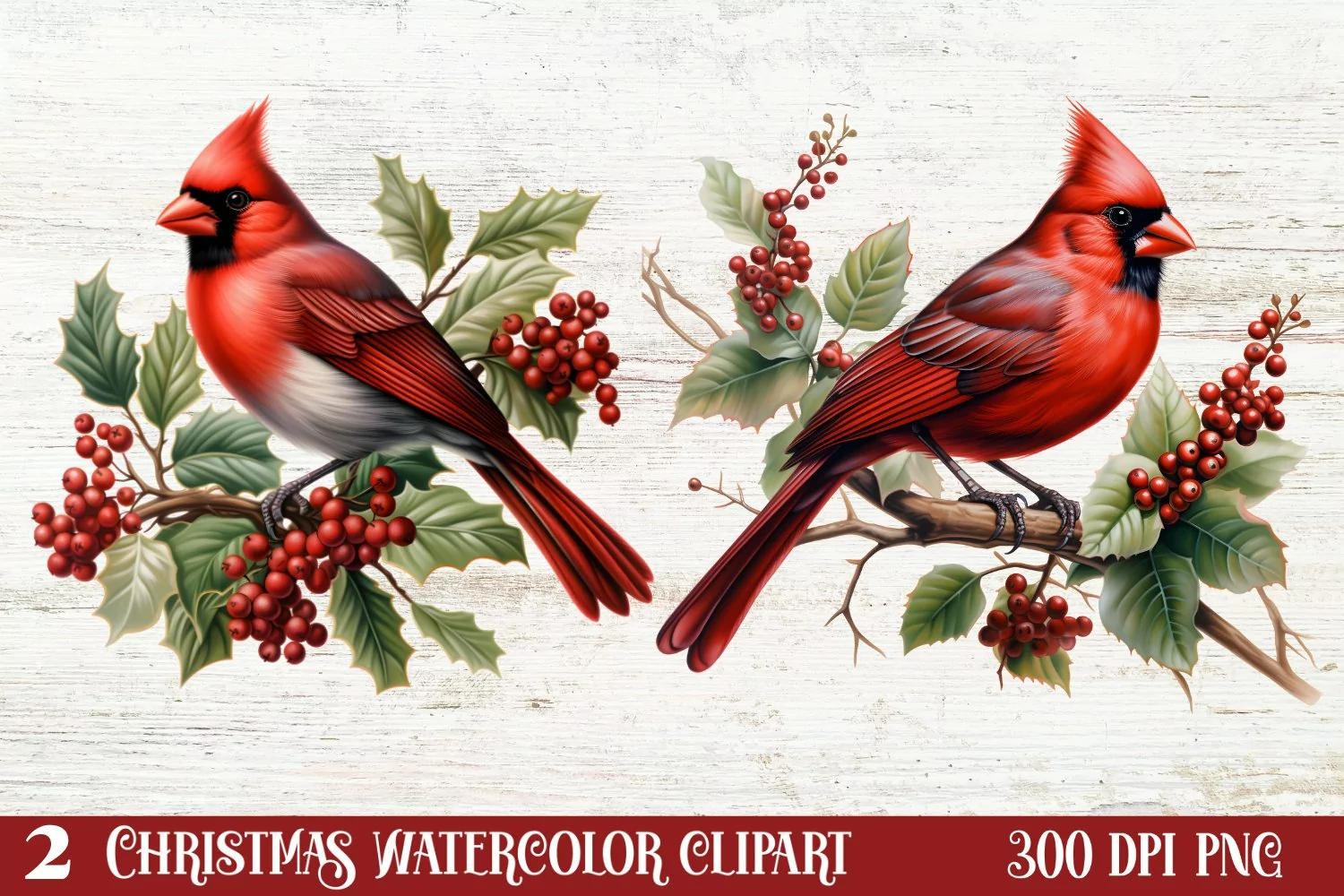 Christmas Cardinal Watercolor Clipart, Christmas Cardinal product image 1
