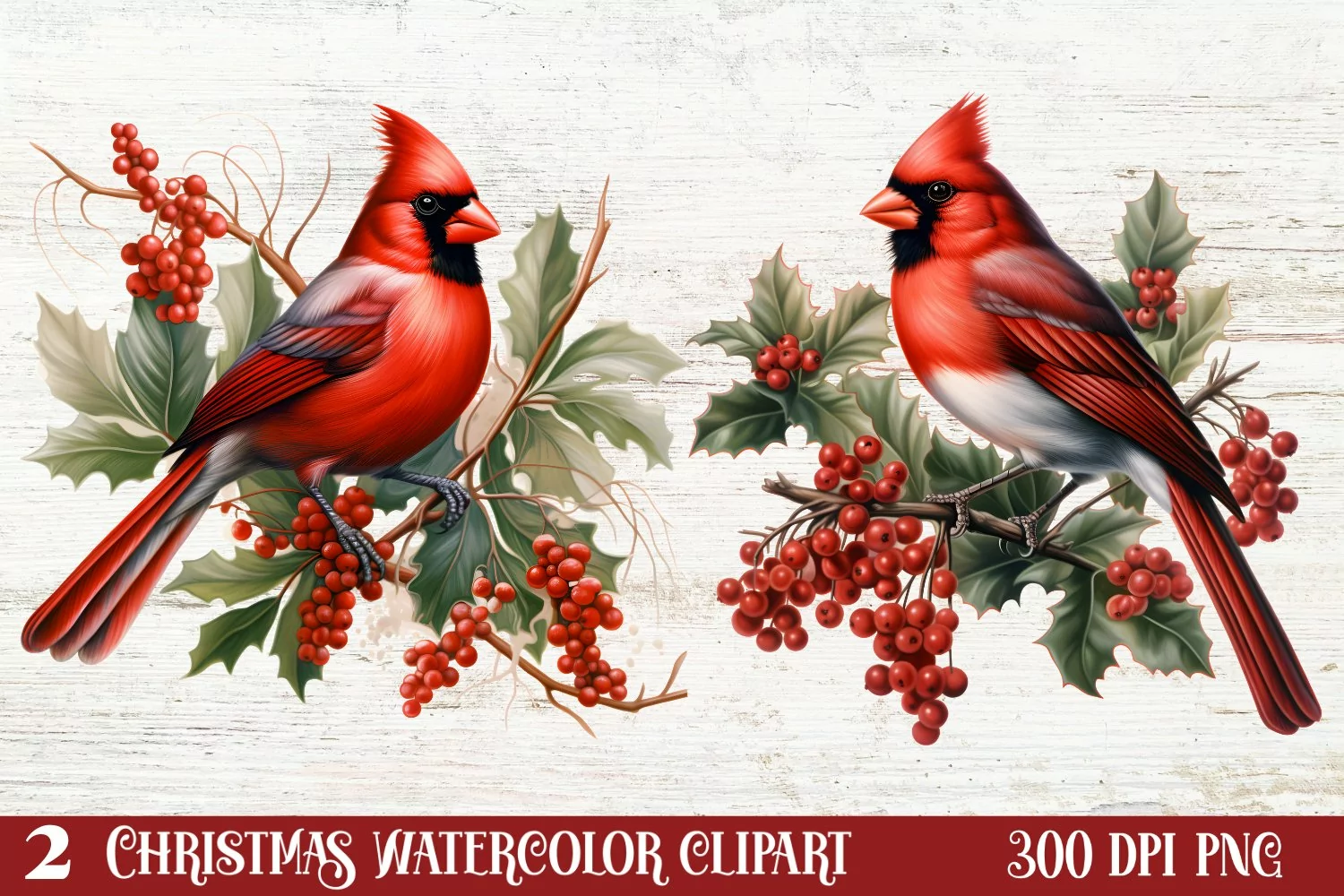 Christmas Cardinal Watercolor Clipart, Christmas Cardinal product image 1