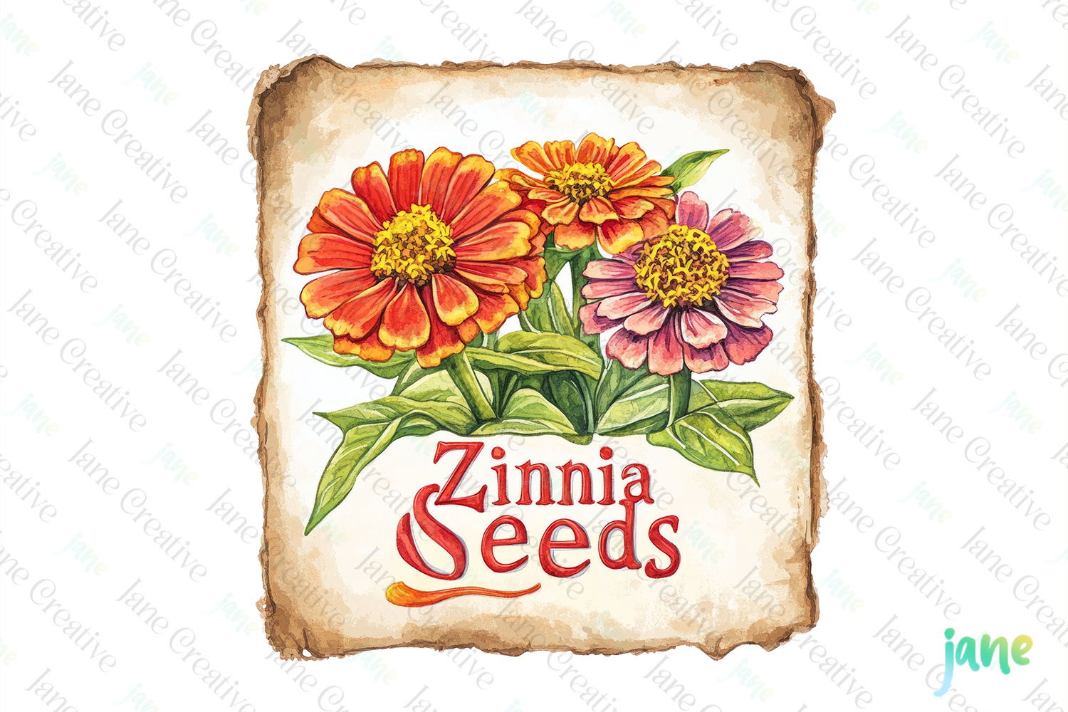 Zinnia Seeds Vintage Flowers Clipart Seed Packet product image 1