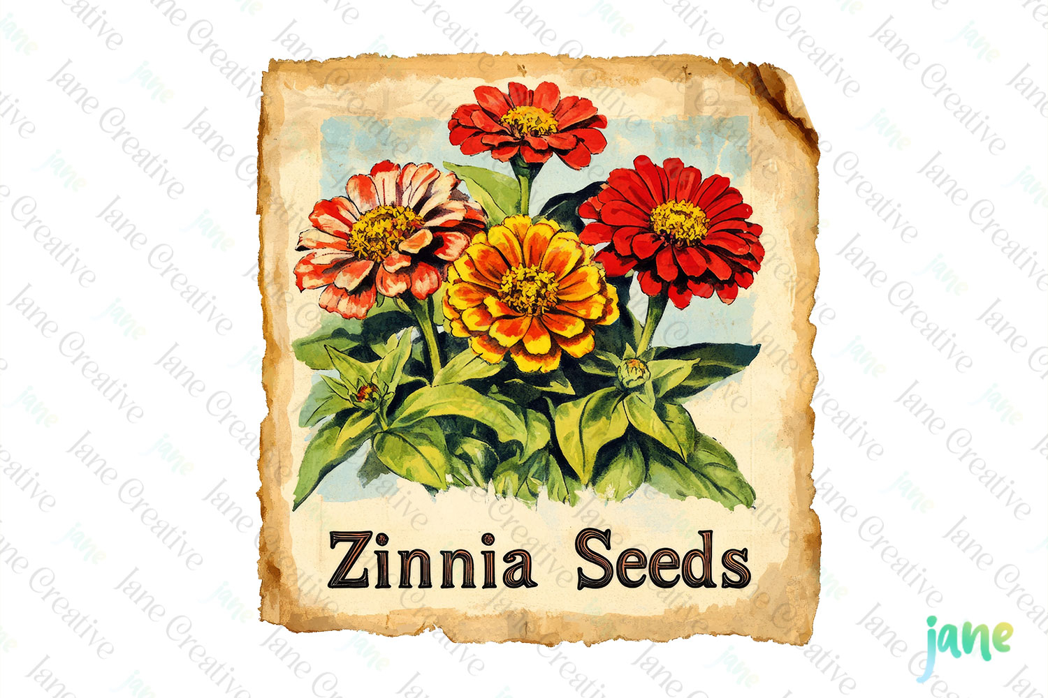 Zinnia Seeds Vintage Flowers Clipart Seed Packet product image 1