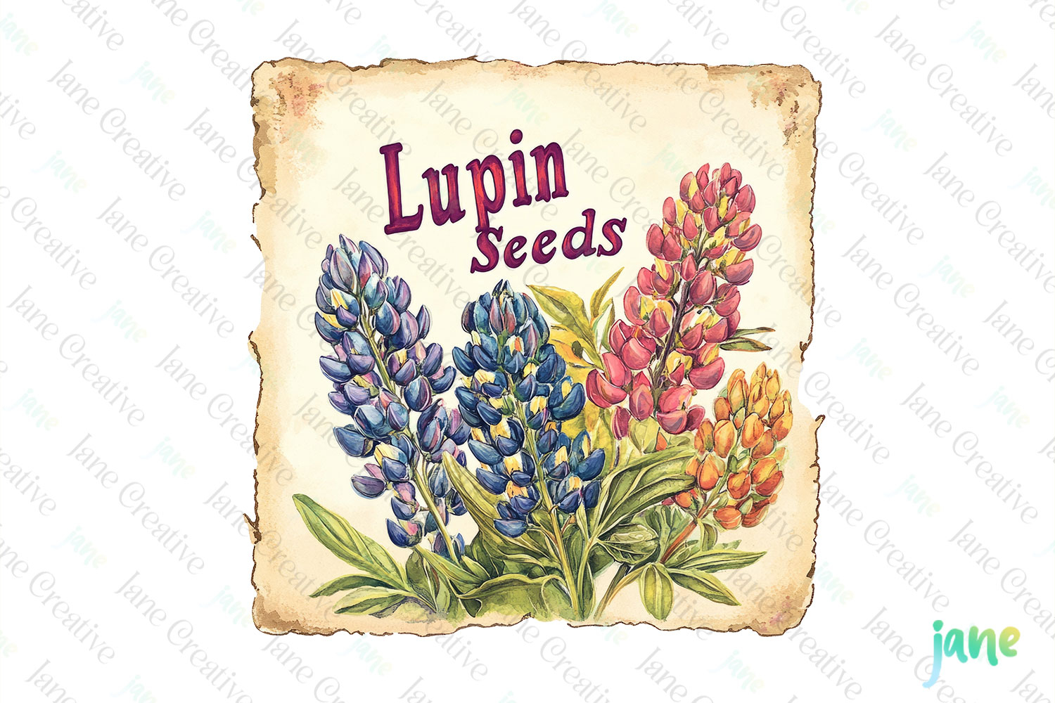 Lupin Seeds Vintage Flowers Clipart Seed Packet product image 1