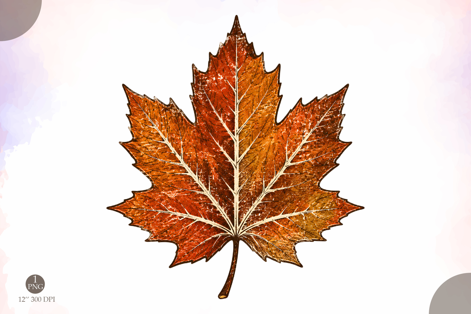 Fall Maple Leaf PNG,Vintage Autumn Leaf Design product image 1
