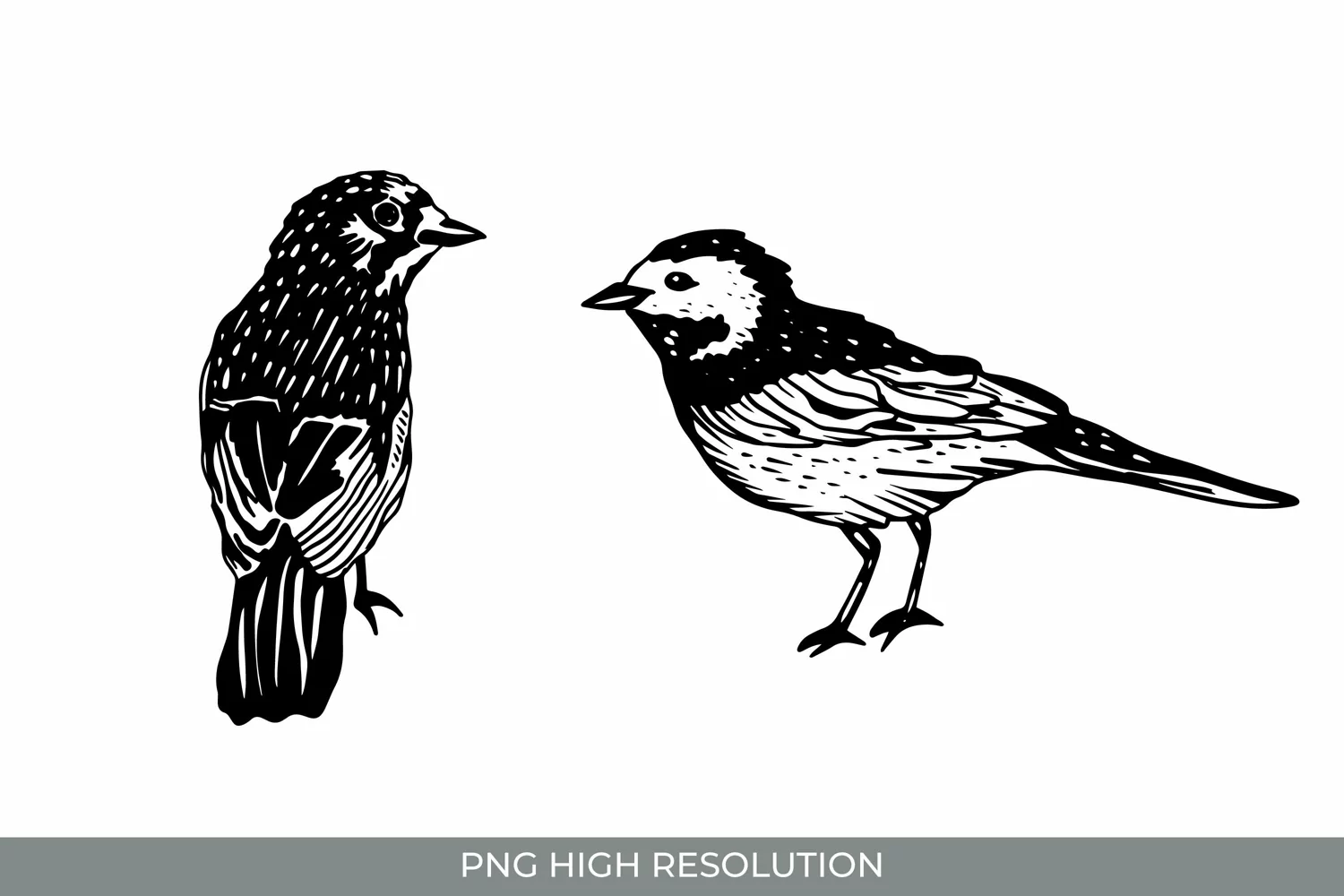 Hand Drawn Vintage Birds Clipart product image 1