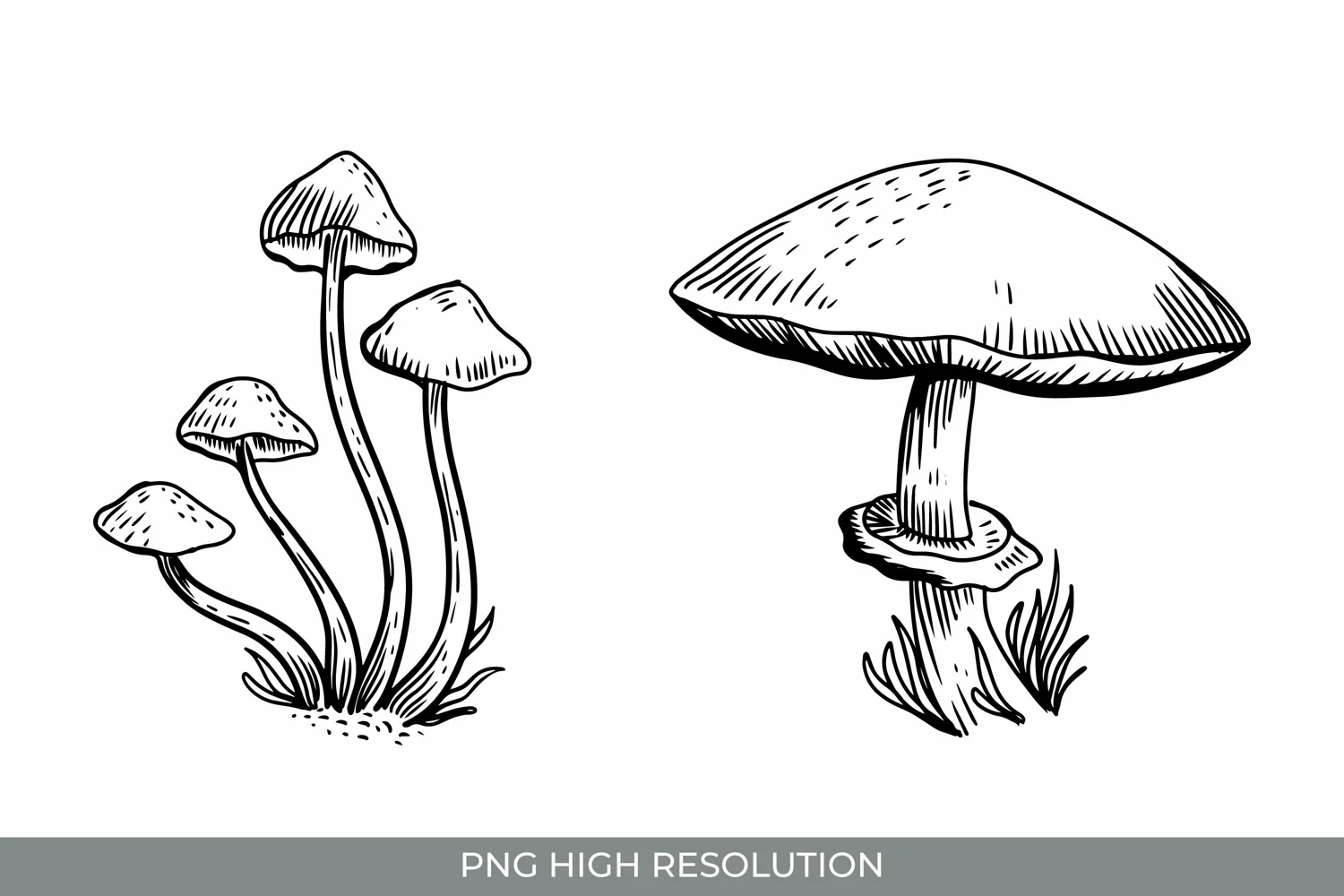 Hand Drawn Vintage Mushroom Clipart product image 1