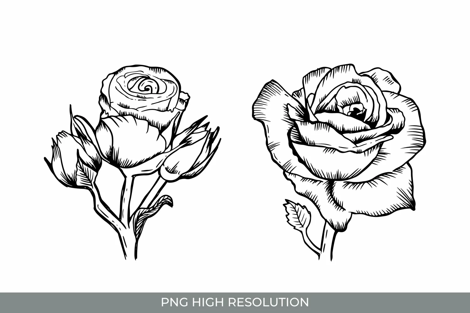 Hand Drawn Roses Clipart PNG product image 1