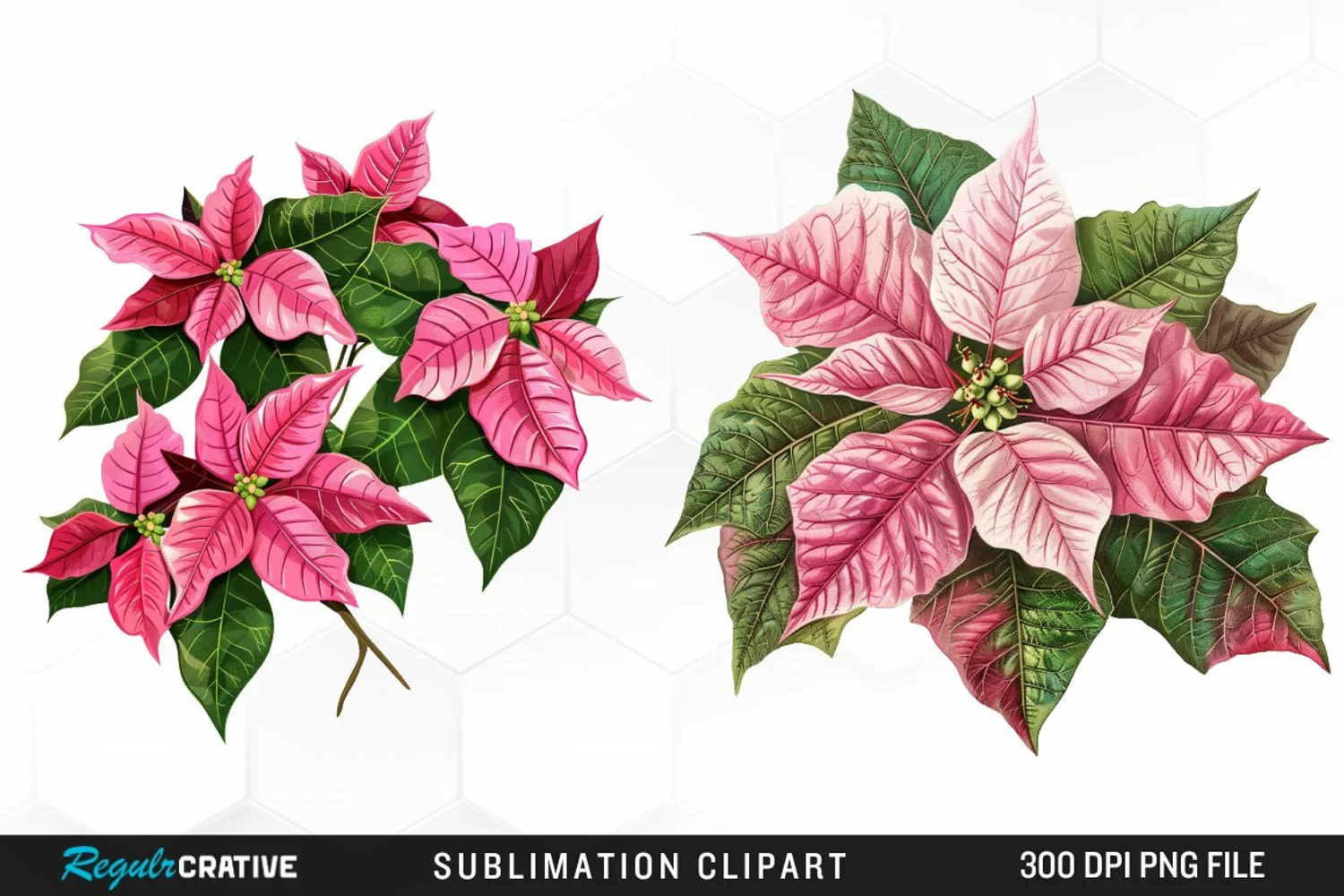 Pink Poinsettia Plant Graphics Clipart product image 1