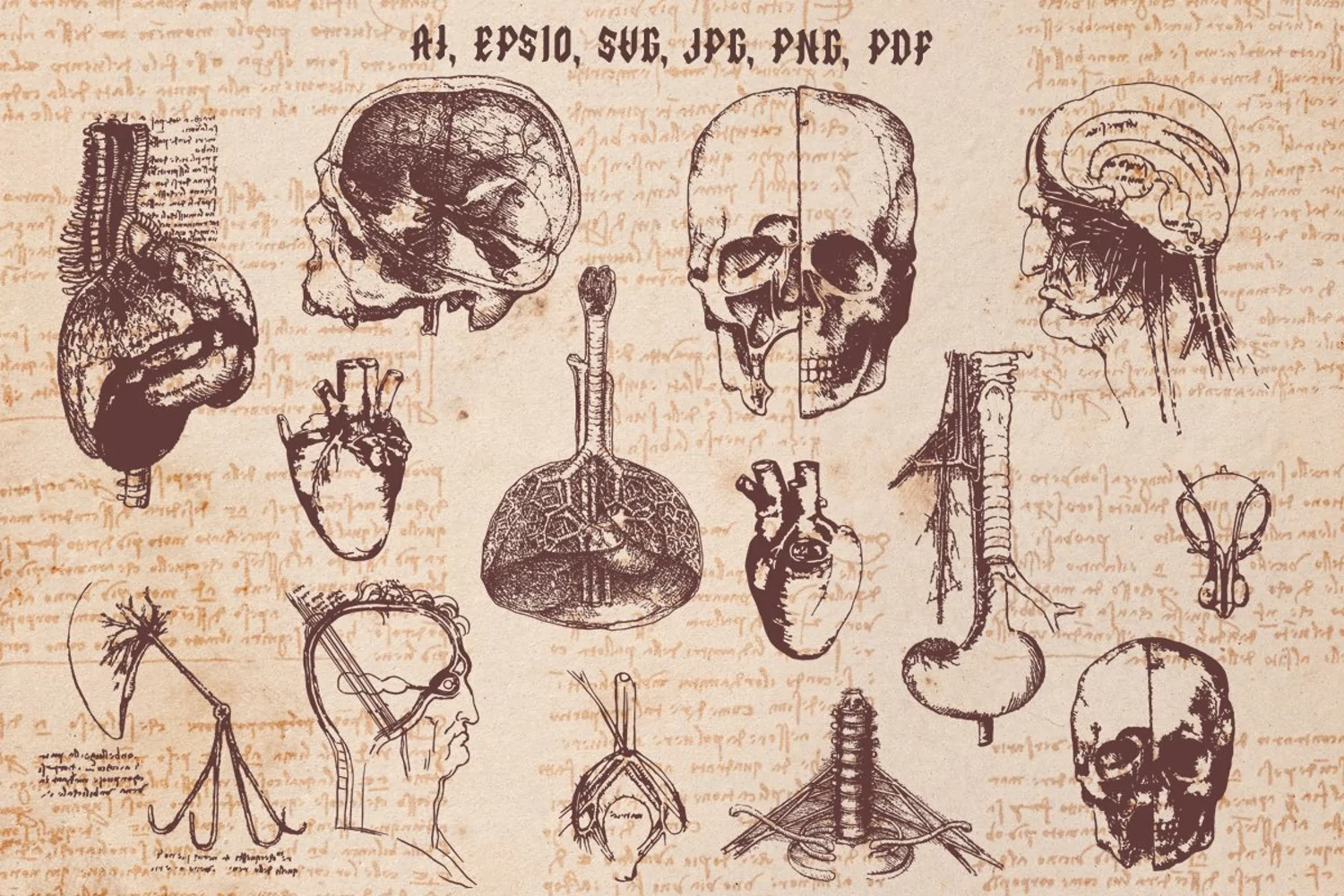 Leonardo da Vinchi Anatomy 2 product image 1