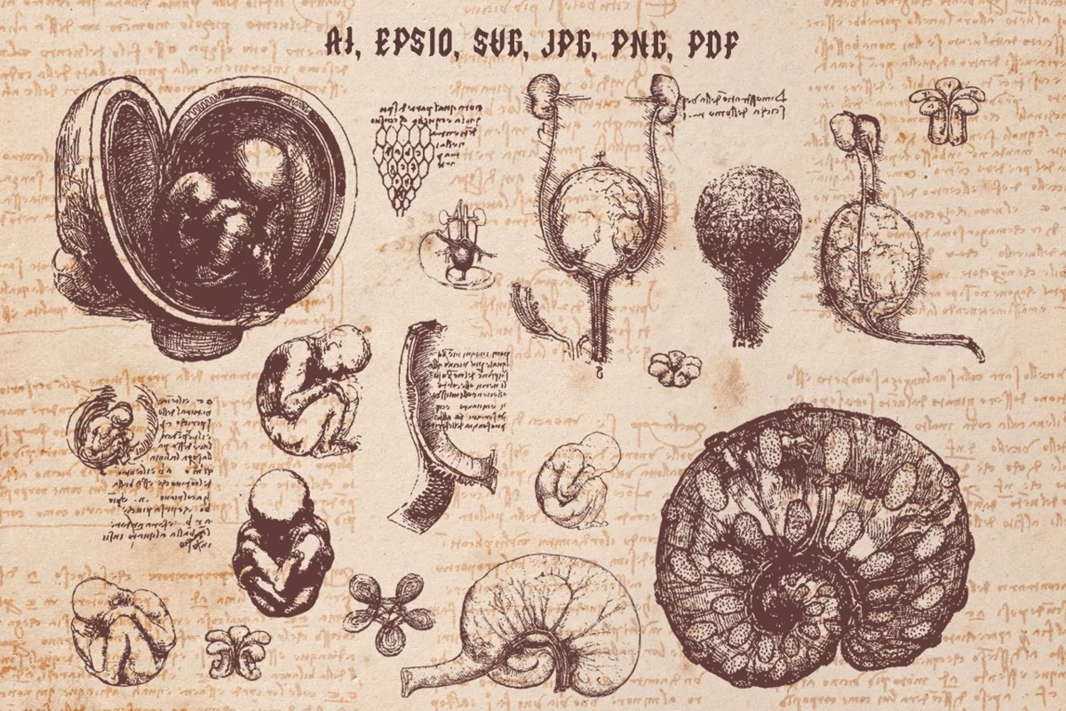 Leonardo da Vinchi Anatomy 1 product image 1