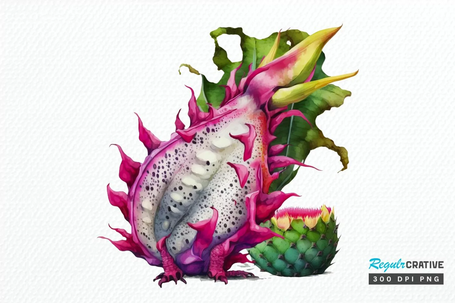 Watercolor Dragon Fruit PNG Clipart product image 1