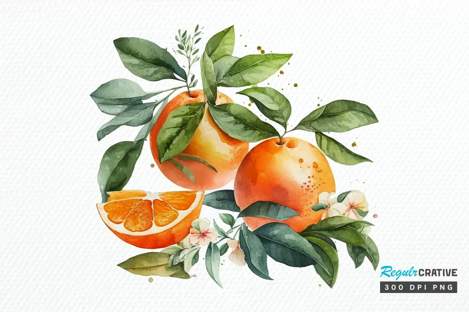 Watercolor Oranges PNG Clipart product image 1