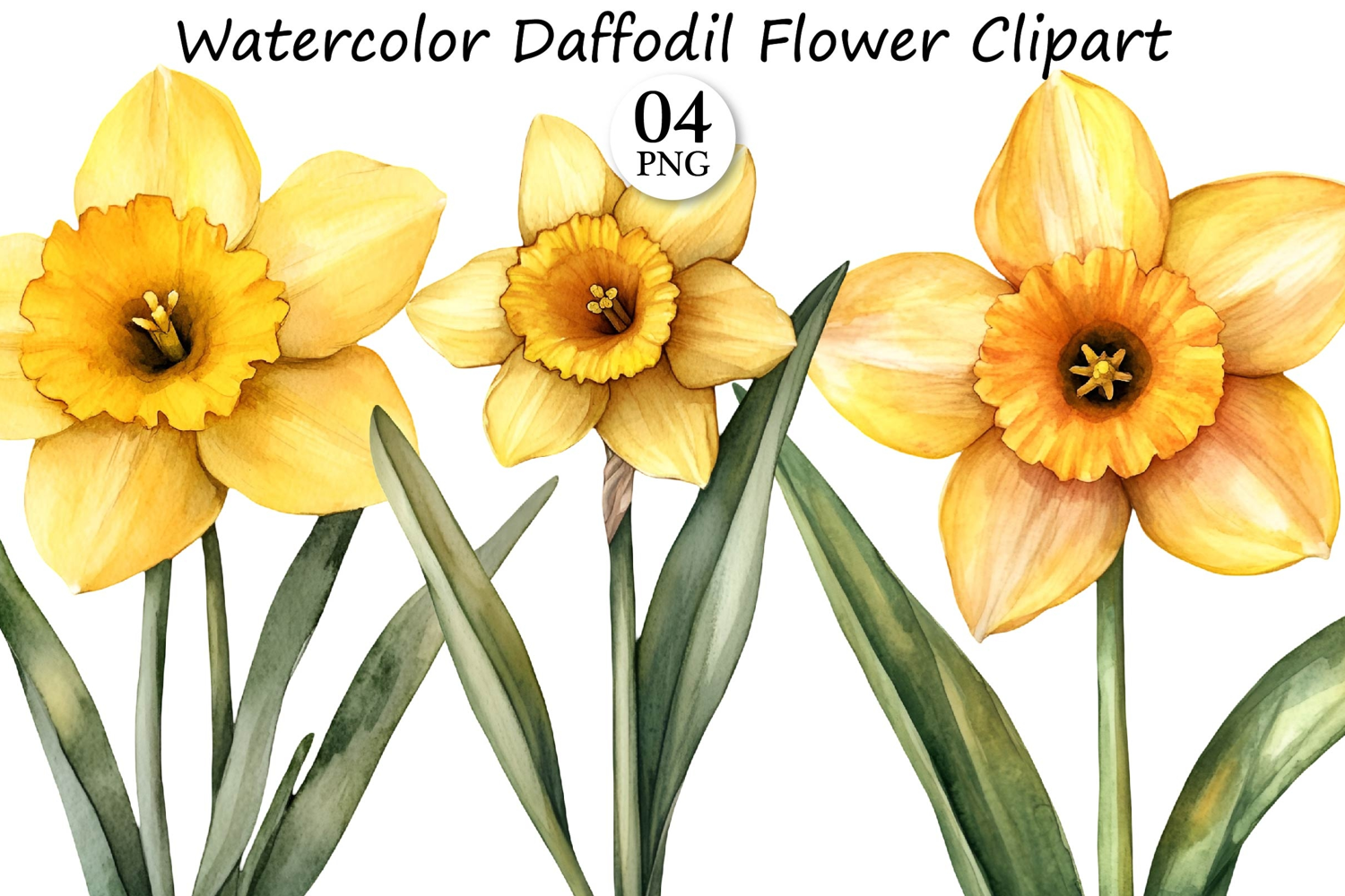 Watercolor Daffodil Flower Clipart product image 1