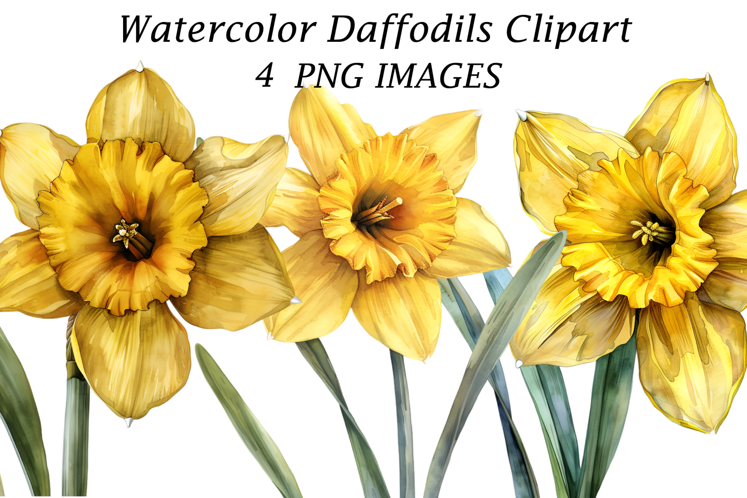 Watercolor Daffodils Clipart product image 1