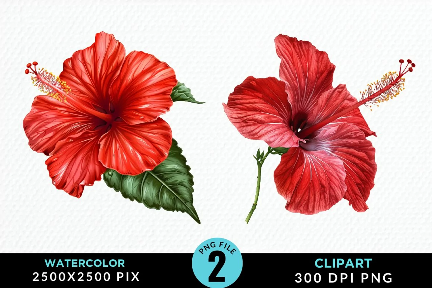 Watercolor Hibiscus Flowers Exquisite Clipart product image 1
