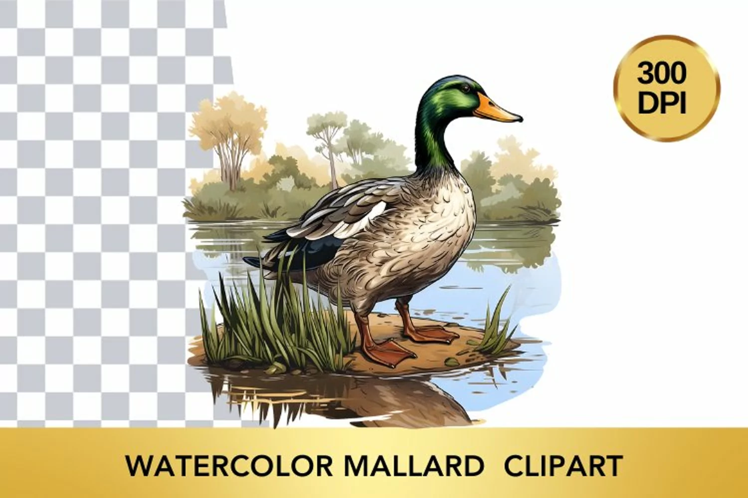Watercolor Mallard Clipart , Animal Sublimation PNG product image 1