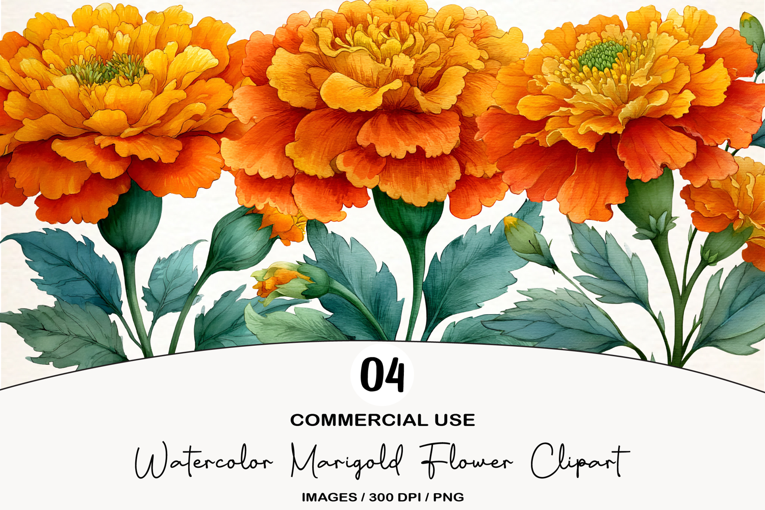 Watercolor Marigold Flower Clipart product image 1