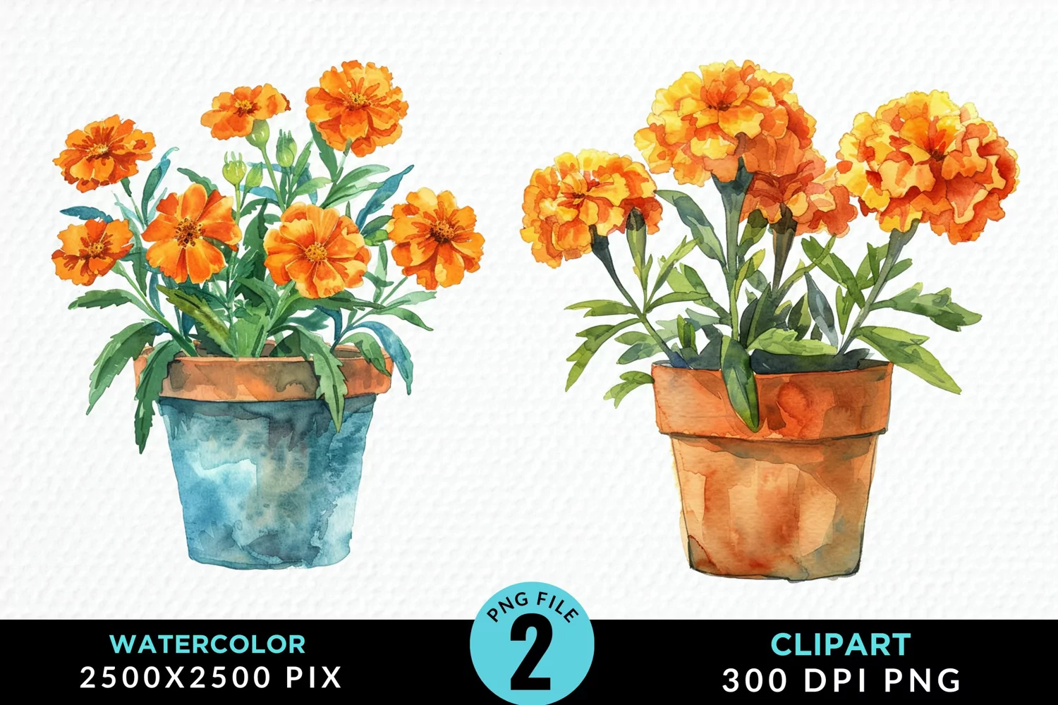 Watercolor Marigolds Pot Graphic Clipart product image 1