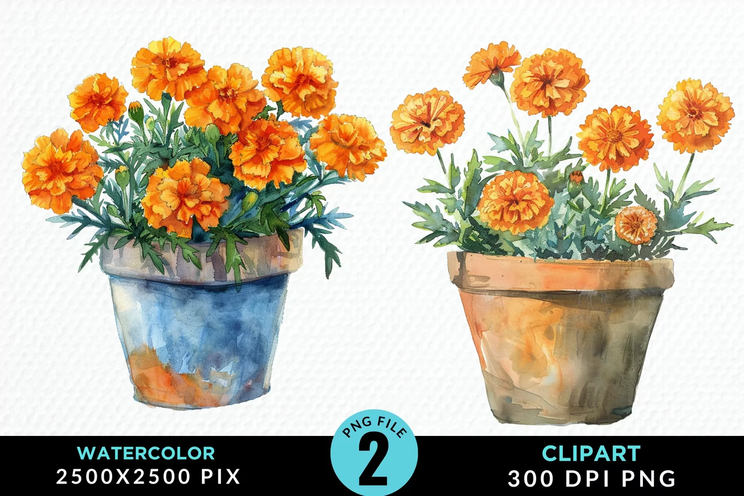 Watercolor Marigolds Pot Graphic Clipart product image 1