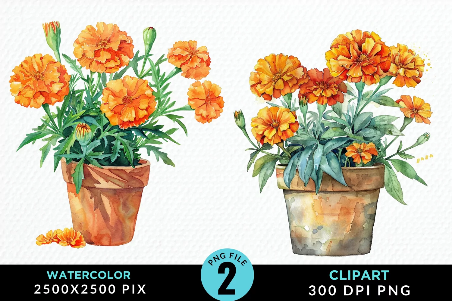 Watercolor Marigolds Pot Graphic Clipart product image 1