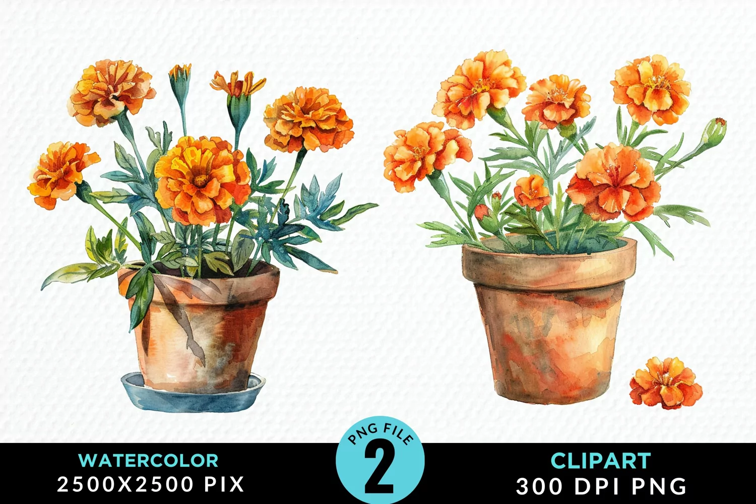 Watercolor Marigolds Pot Graphic Clipart product image 1