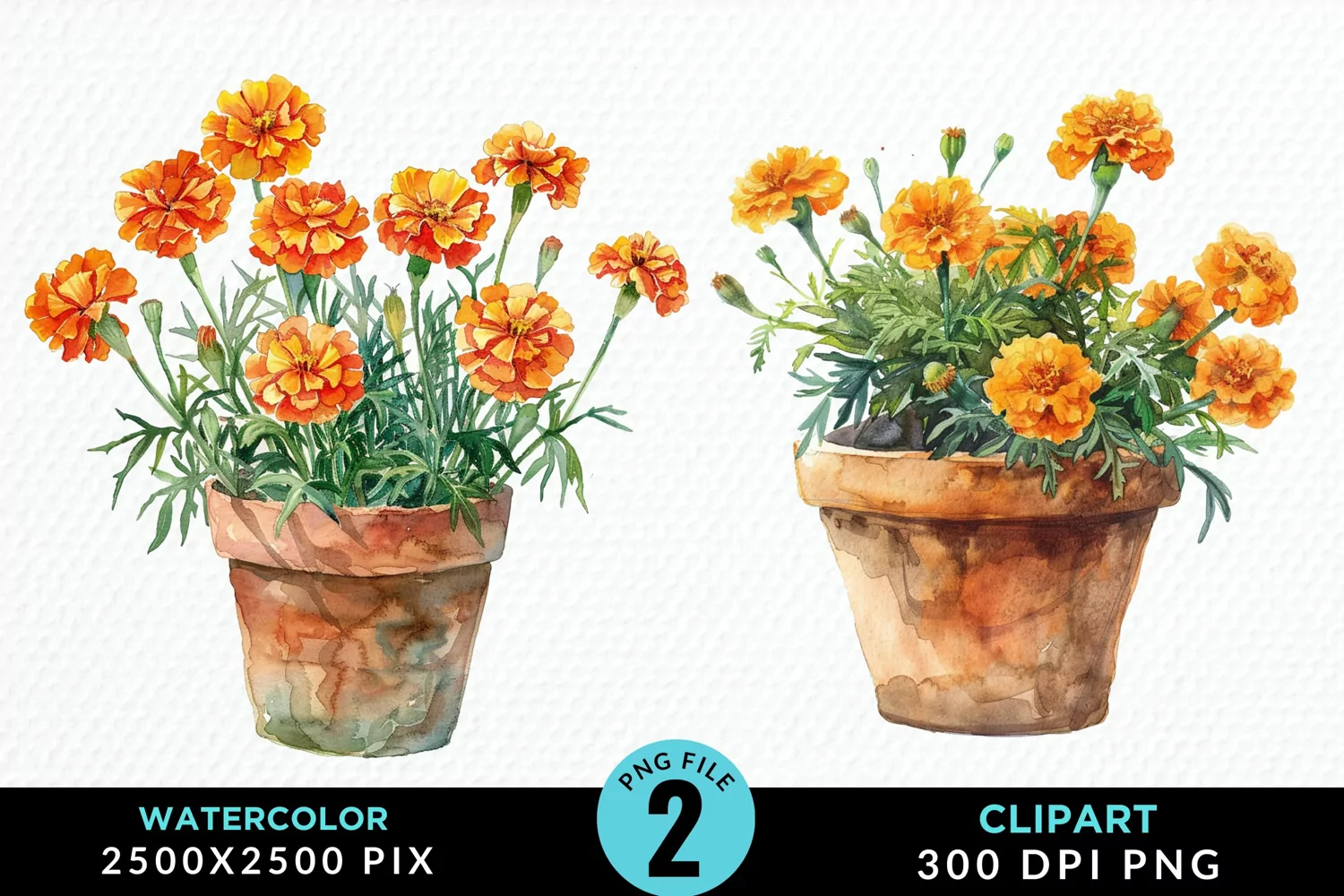Watercolor Marigolds Pot Graphic Clipart product image 1