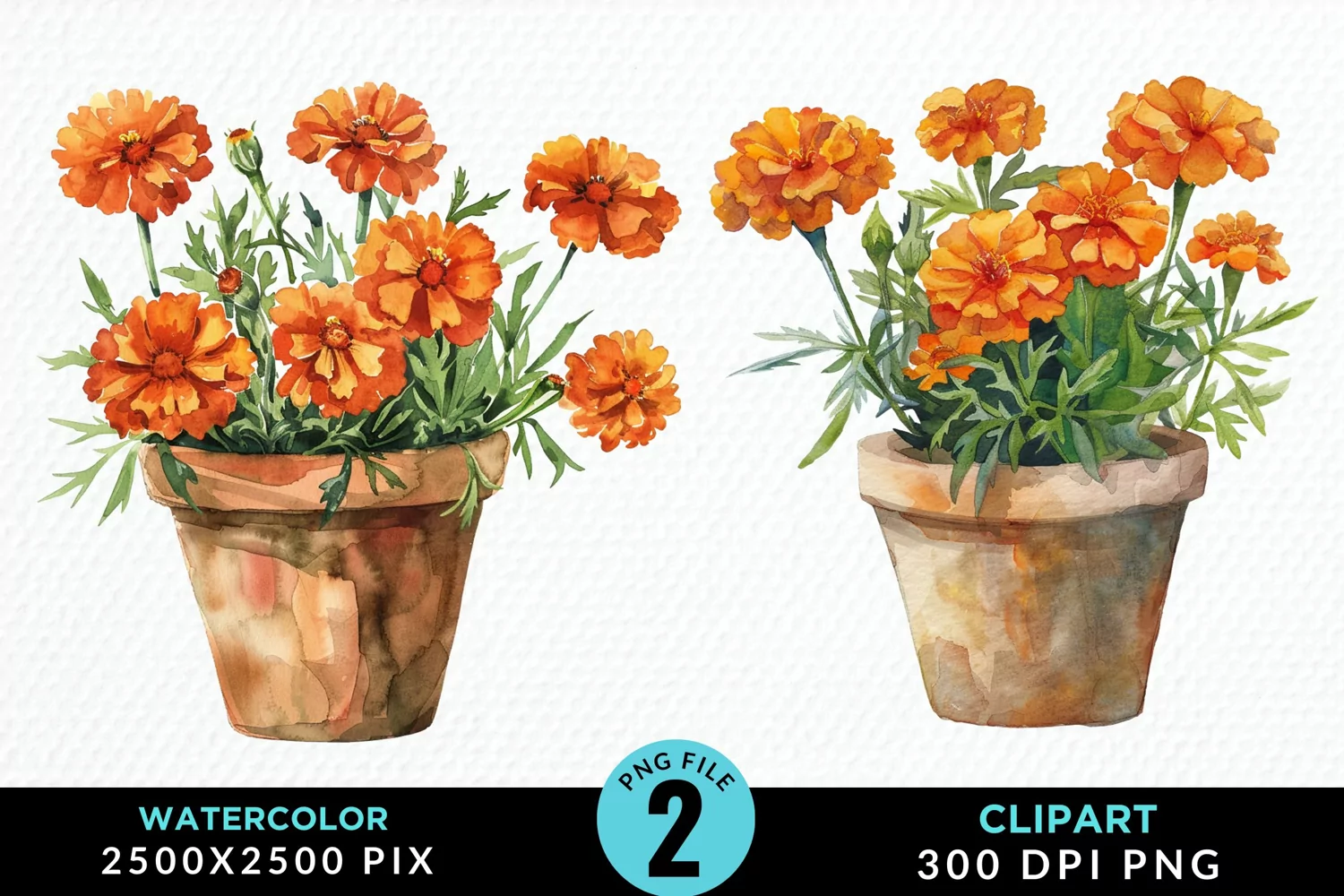 Watercolor Marigolds Pot Graphic Clipart product image 1