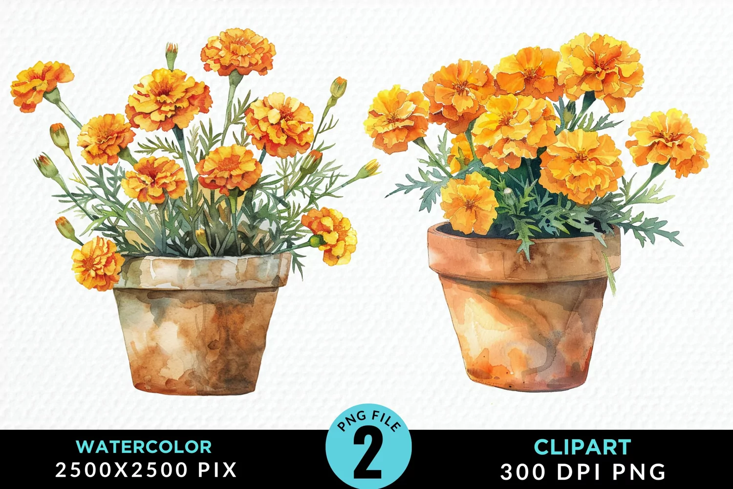 Watercolor Marigolds Pot Graphic Clipart product image 1