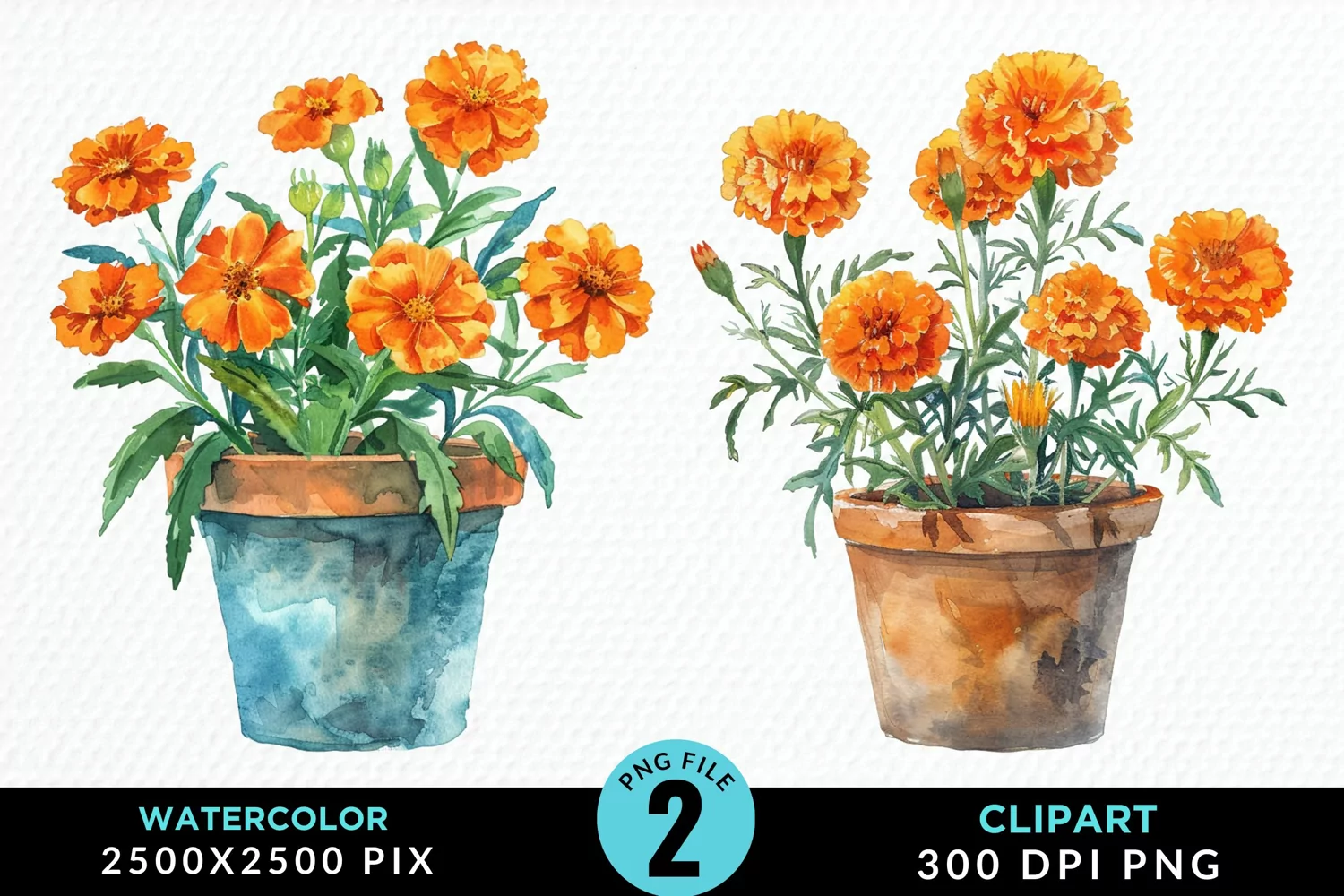 Watercolor Marigolds Pot Graphic Clipart product image 1