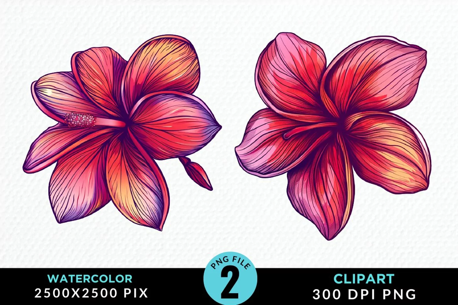 Watercolor Plumeria Flower Exquisite Clipart product image 1