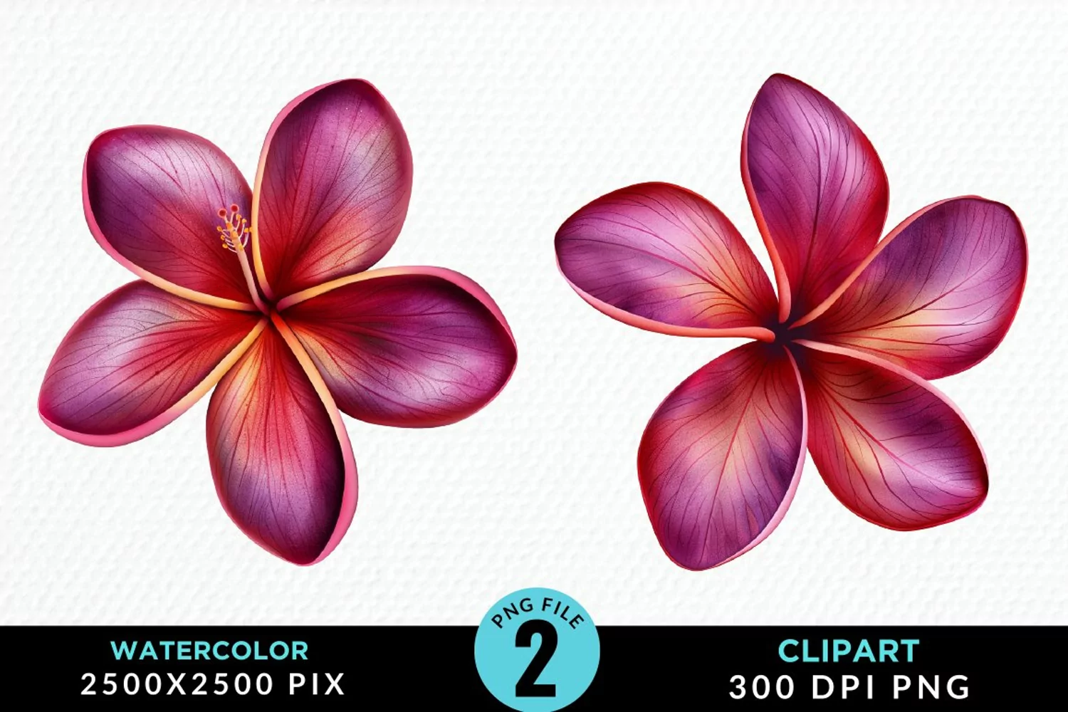 Watercolor Plumeria Flower Artwork Clipart product image 1