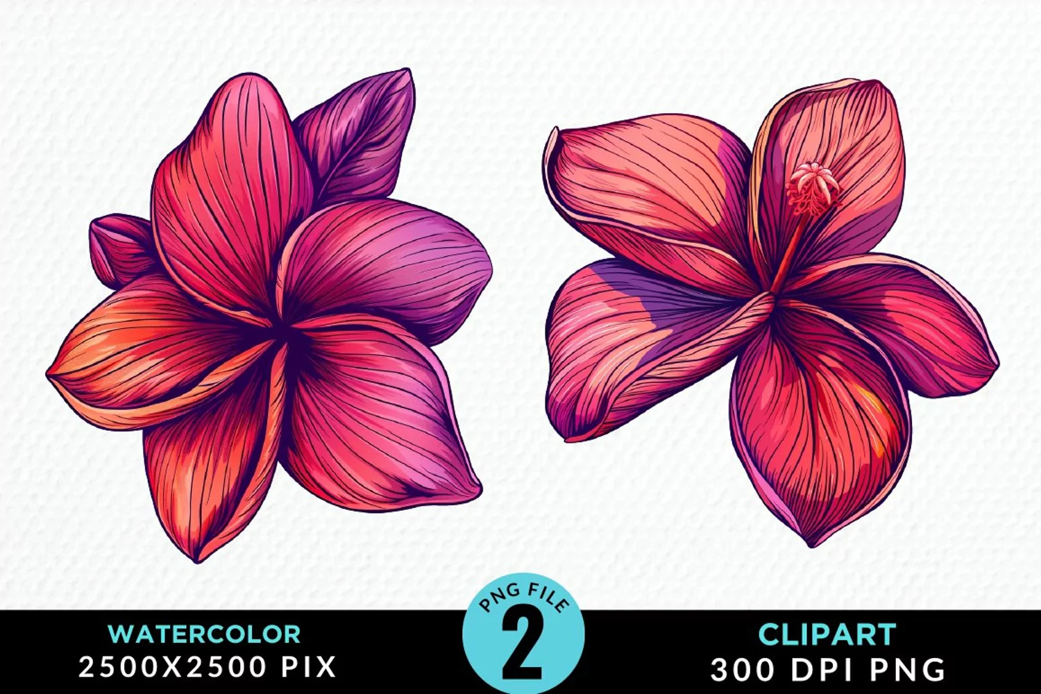Watercolor Plumeria Flower Exquisite Clipart product image 1