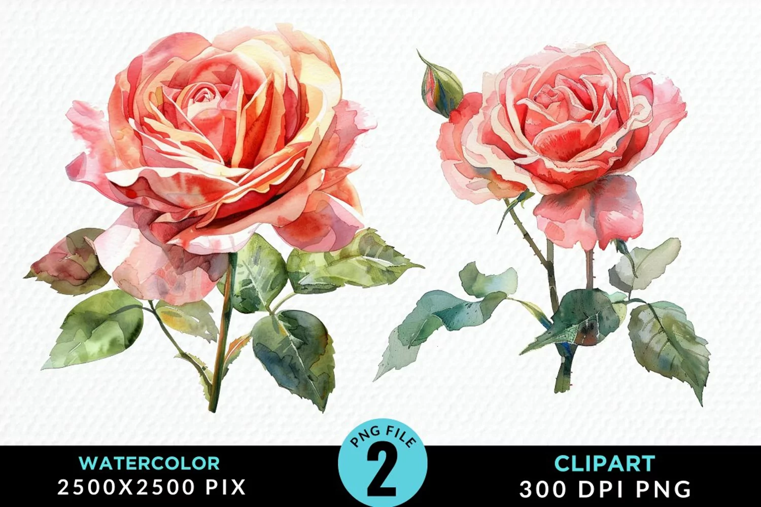 Watercolor Rose Illustration PNG Clipart product image 1