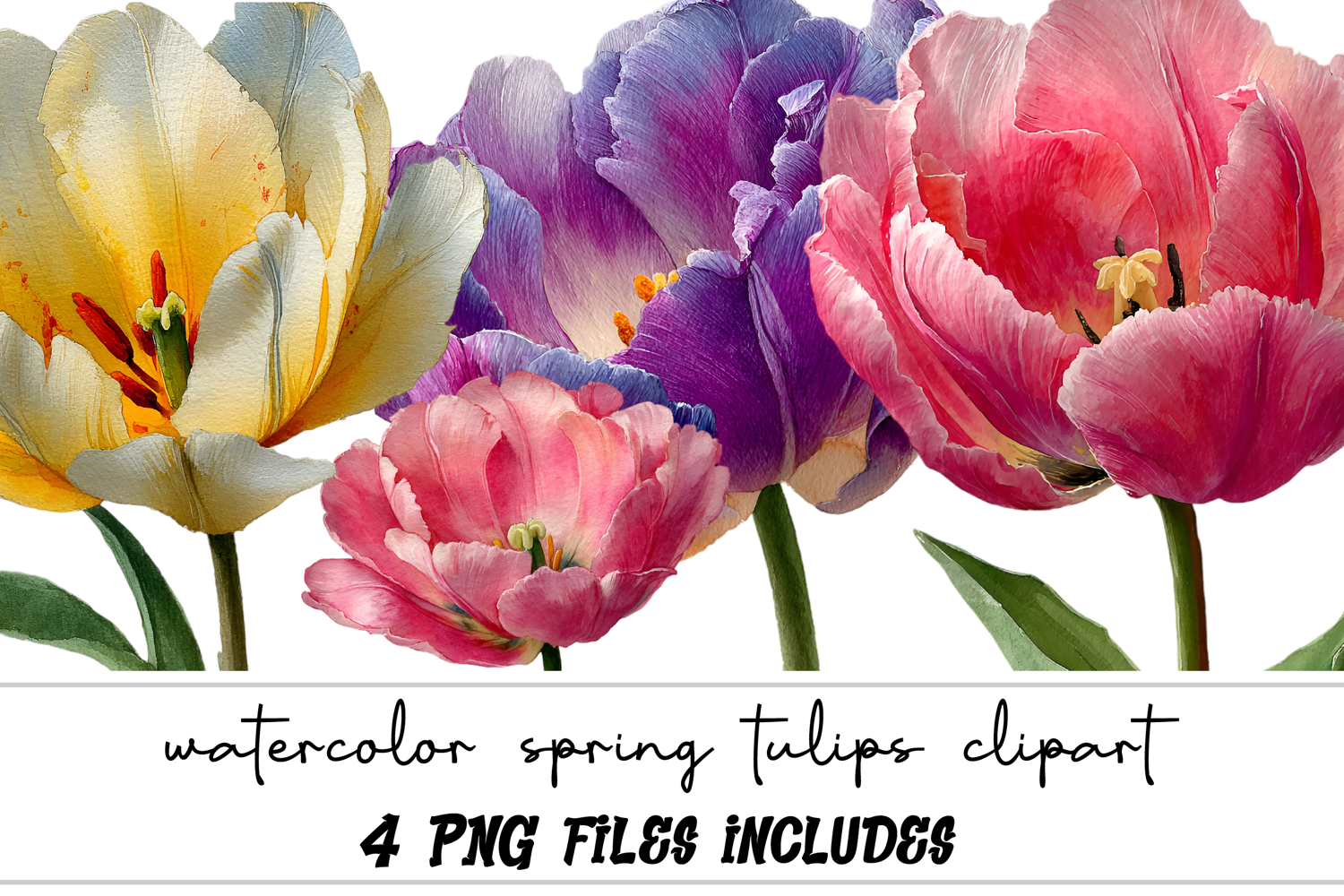 watercolor spring tulips clipart product image 1