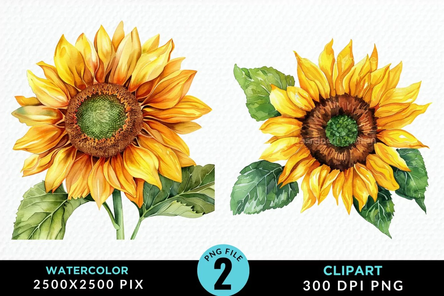 Watercolor Sunflower Illustration Clipart product image 1