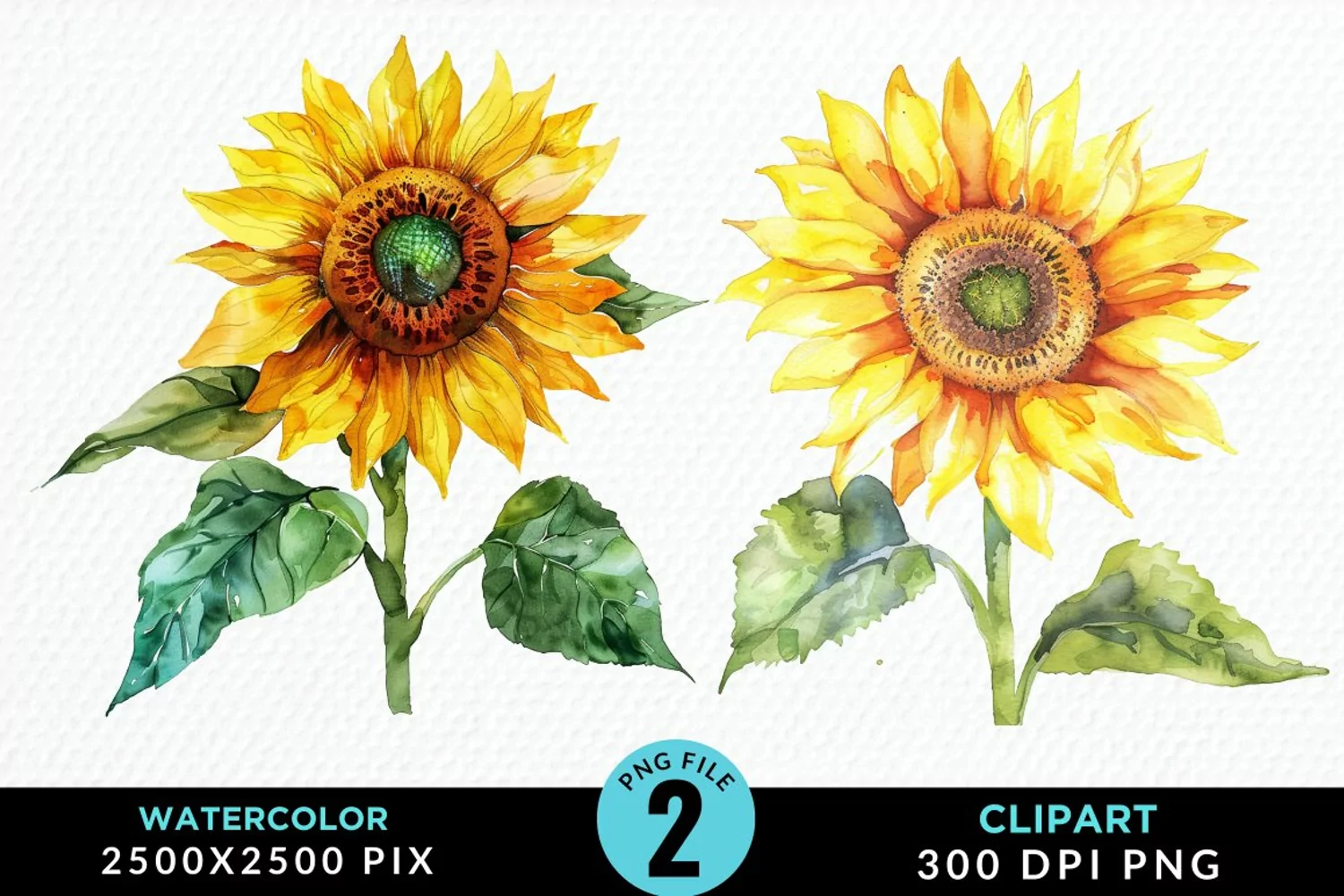 Watercolor Sunflower Graphics Clipart product image 1