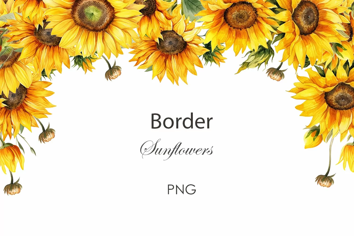 Watercolor sunflowers border PNG