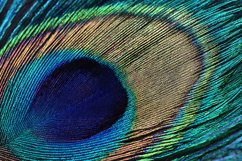Macro Peacock Feather Eye Iridescent Texture Background Product Image 1